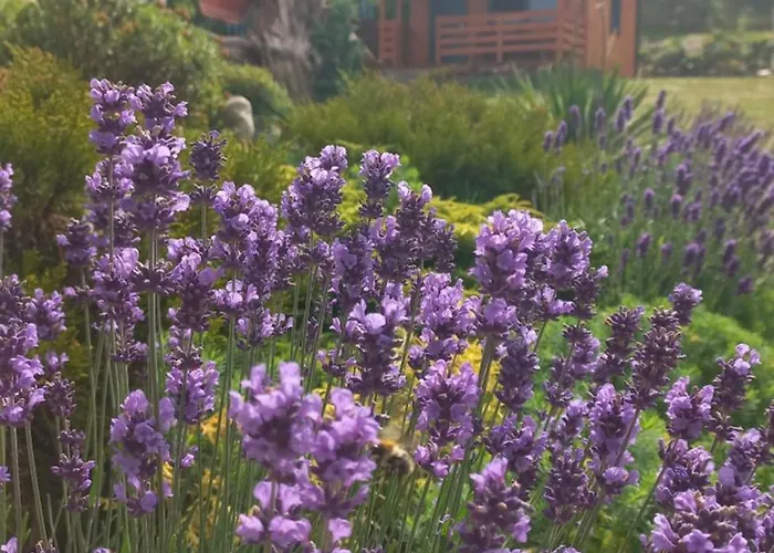 Wakacyjny Pod Grusza 假日公园